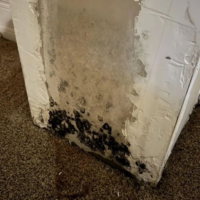 Professional Mold Removal in White Pigeon, MI